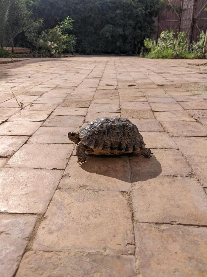 Dar Saafia Villa Marrakesh Eksteriør bilde