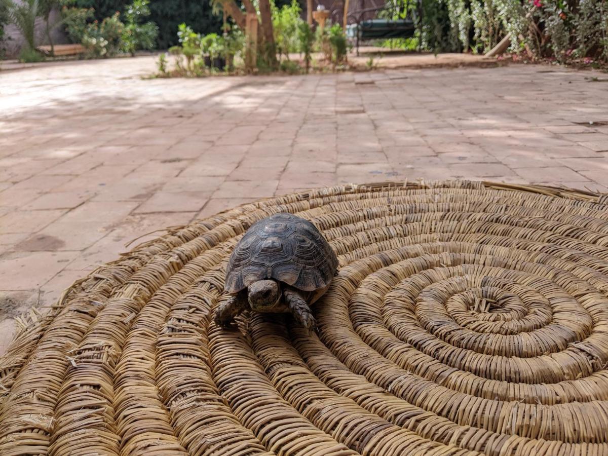 Dar Saafia Villa Marrakesh Eksteriør bilde