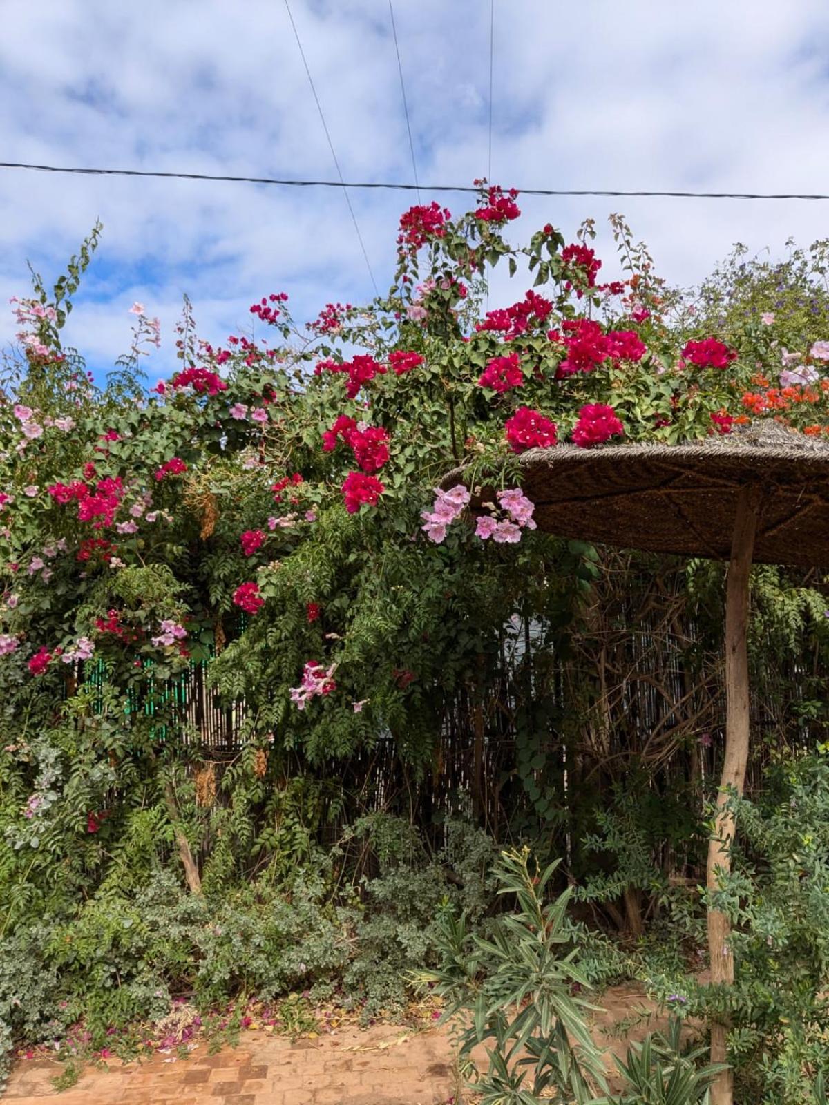 Dar Saafia Villa Marrakesh Eksteriør bilde