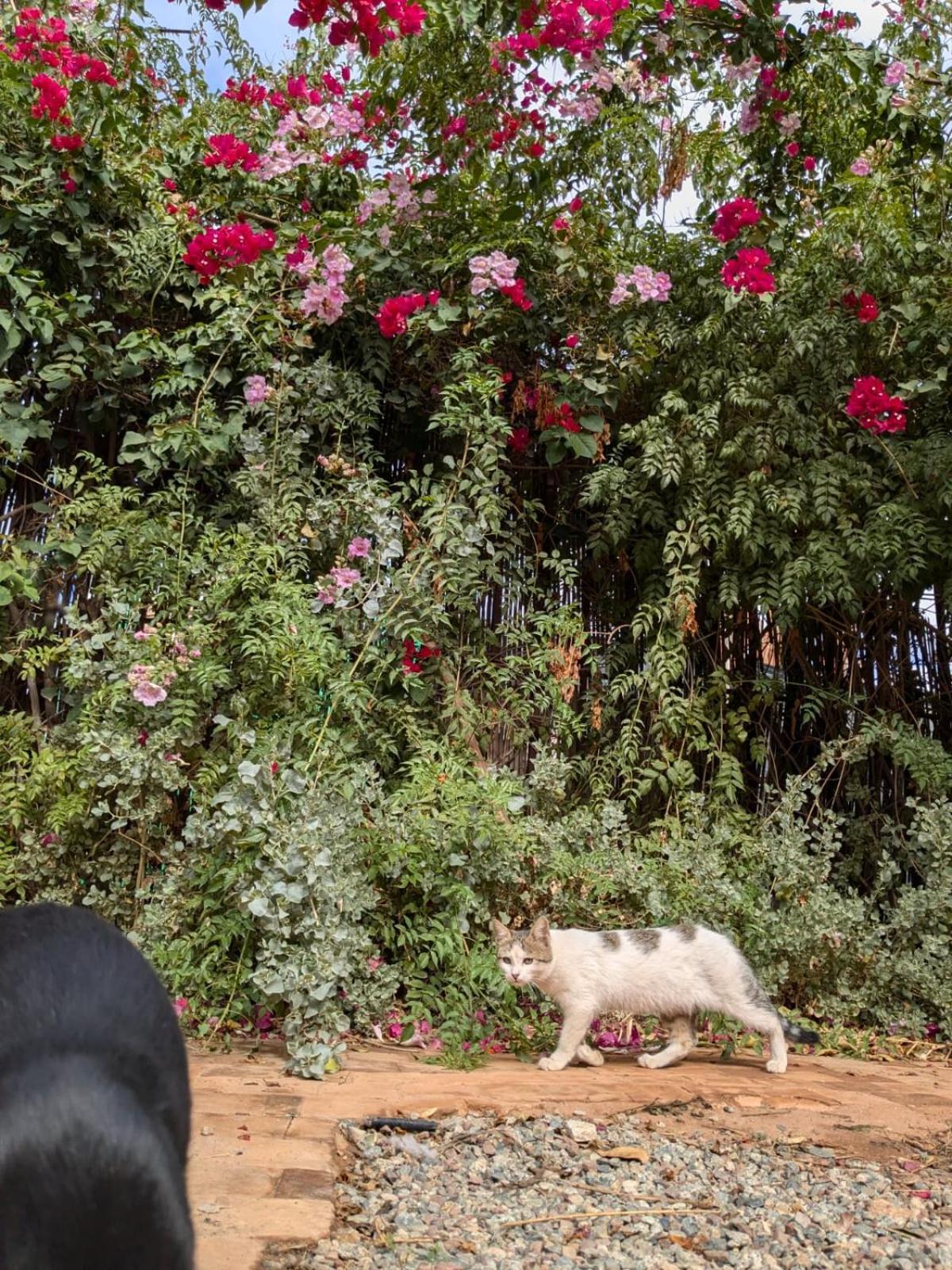 Dar Saafia Villa Marrakesh Eksteriør bilde